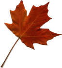 Red Maple Leaf